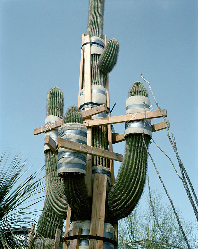Judy Natal, Saguaro Armature